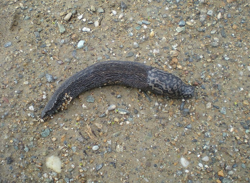 Limax subalpinus  Lessona 1880 dal Monte Musine (TO)